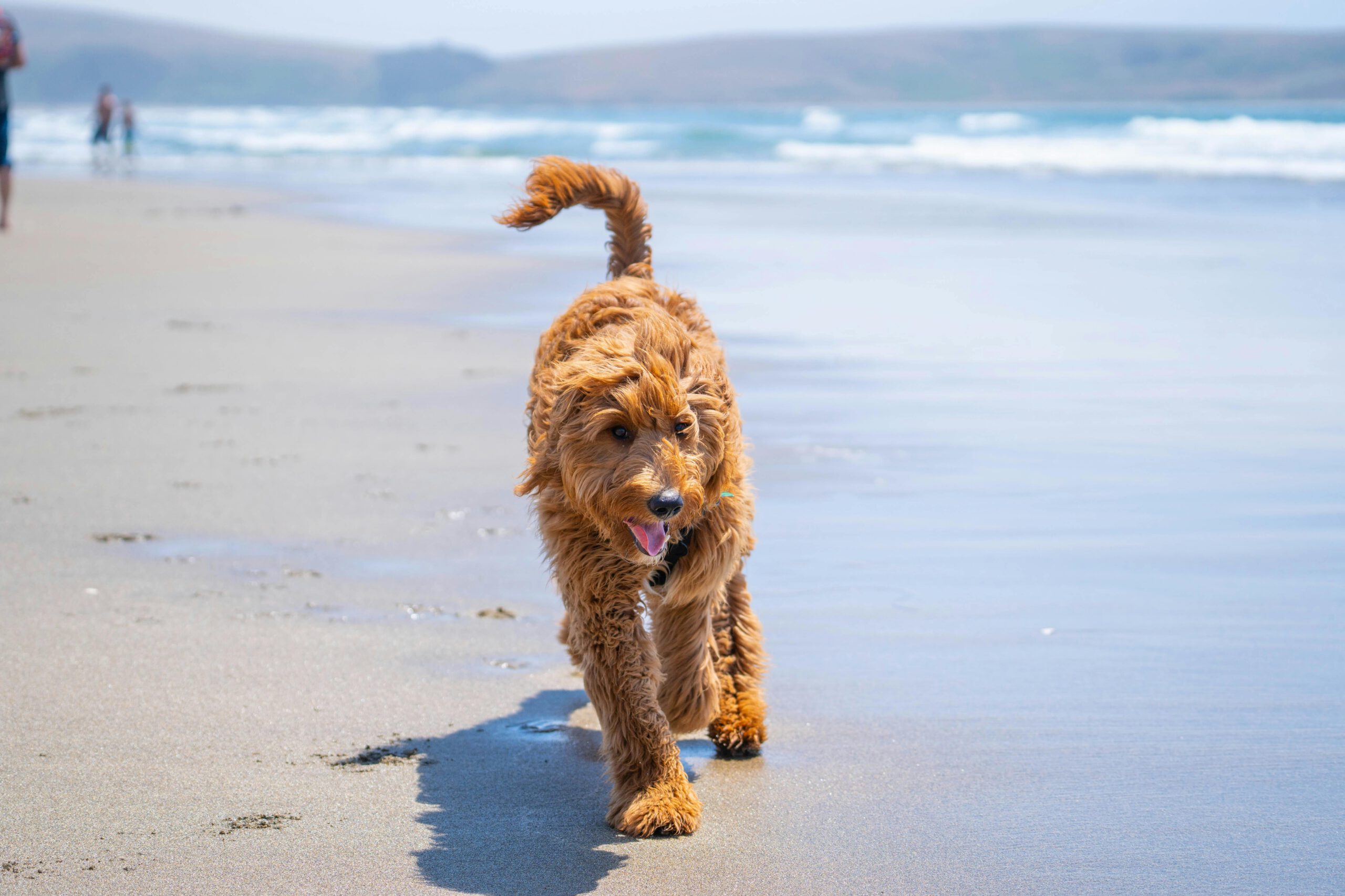 Puppy Love Paradise Announces Exciting Arrivals of Ohio Cavapoo Puppies